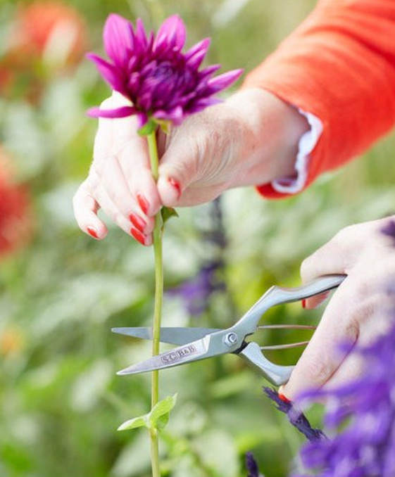 Precision Secateurs - Sophie Conran